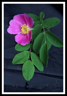 Wild Rose from Randy