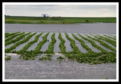 Flooded Crops