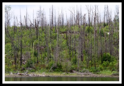 Forest Fire Scars