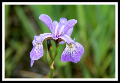 Purple Iris at Portage