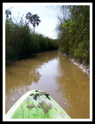 Kayaking through the Jungle