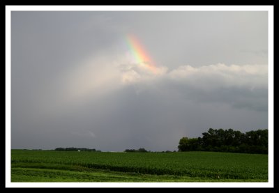 Rainbow Over Cornfields