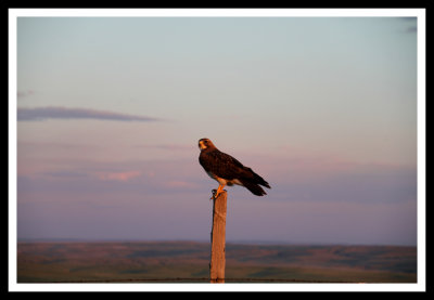 Hawk on the Colorado Prairie