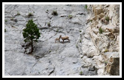 Mama and Baby Mountain Goats