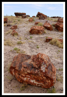 Petrified Forest National Park - Stories in Stone