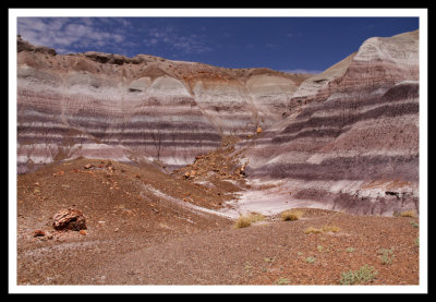 Red Bands and Petrified Wood