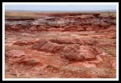 Red Carpet in the Petrified Forest