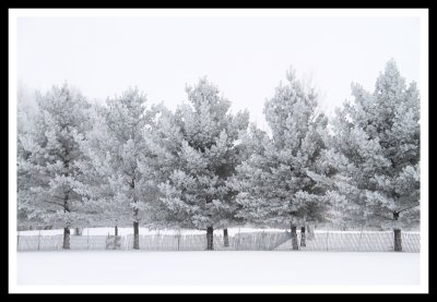 Row of Trees in Winter Frost