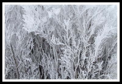 Winter Frost Texture