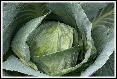 Jeff's Cabbage_closeup