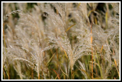Fall Grass_091312