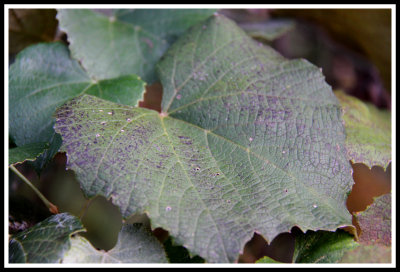 Grape Leaves_091312