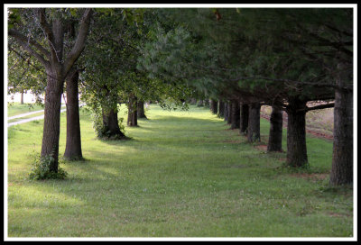 Row of Trees_091312