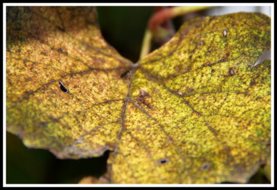 Yellow Grape Leaf_091312
