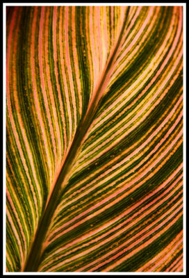 Backlit Leaf Abstract