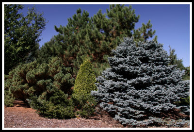 Beautiful Pines at Arboretum