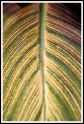 Leaf Patterns 2