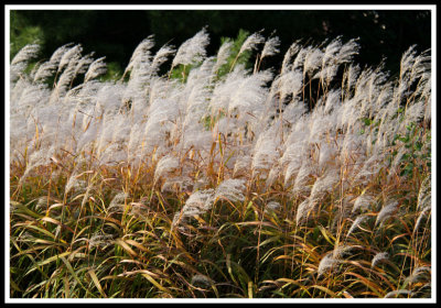 Pampas Grass in Breeze