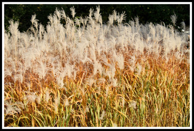 Different Shades of Pampas Grass