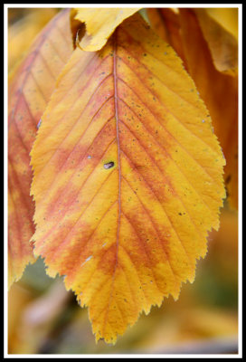 Fall Leaf_Closeup_092812