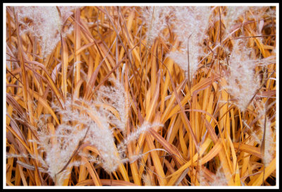 Fall Pampas Grass