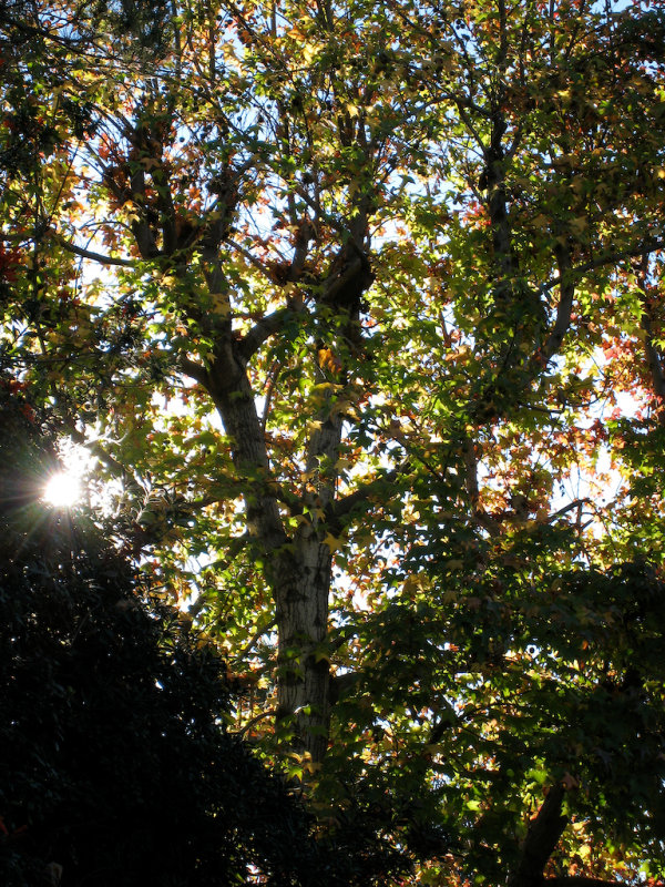 Midmorning Sunlight