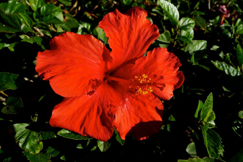 Big Red Flower