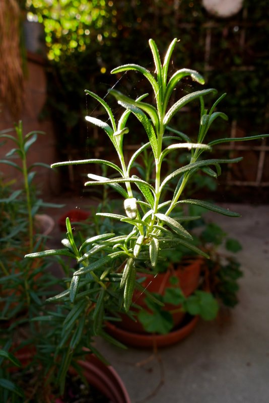 Rosemary