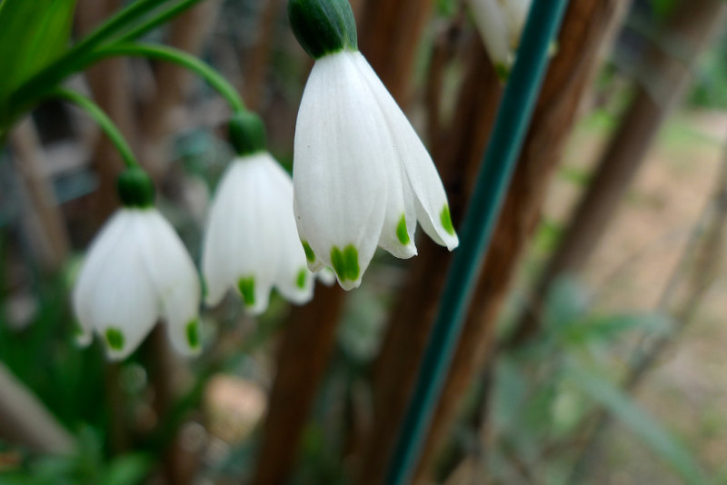Snowdrop