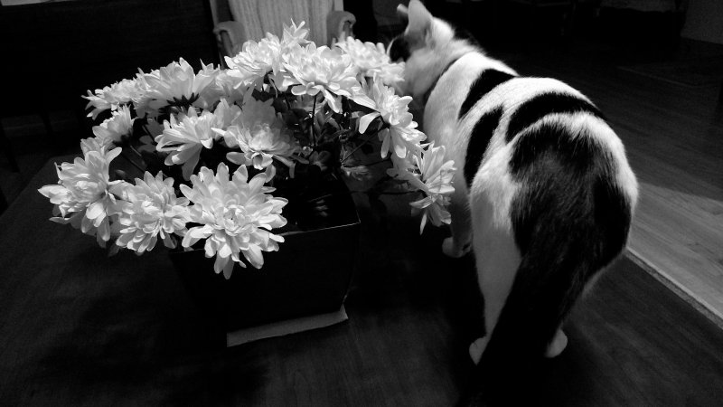 Still Life - Flowers and Rump #1