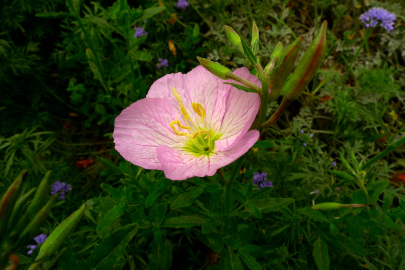 First Primrose