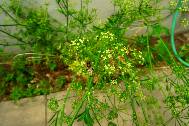 Bolted Parsley