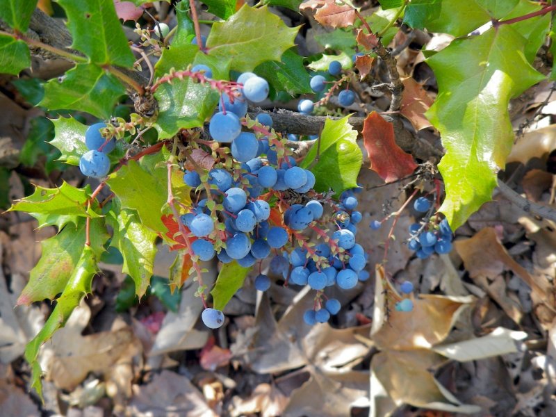 Oregon Grape