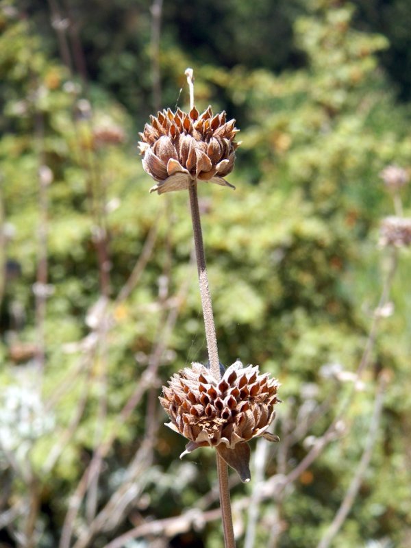 Sage in Summer