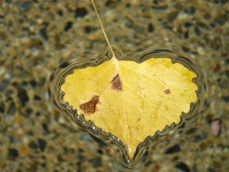 Floating Leaf