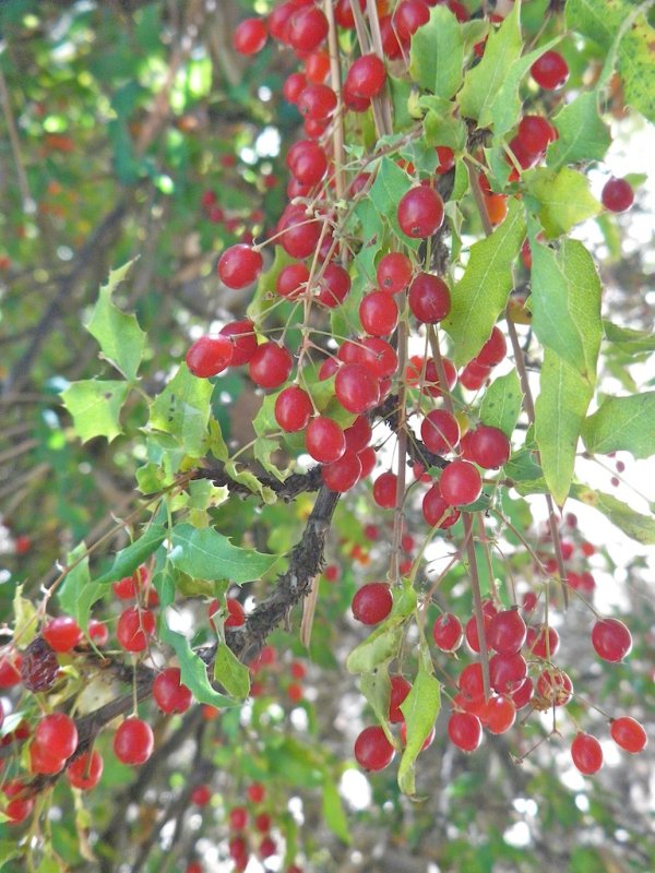 Nevin's Barberry