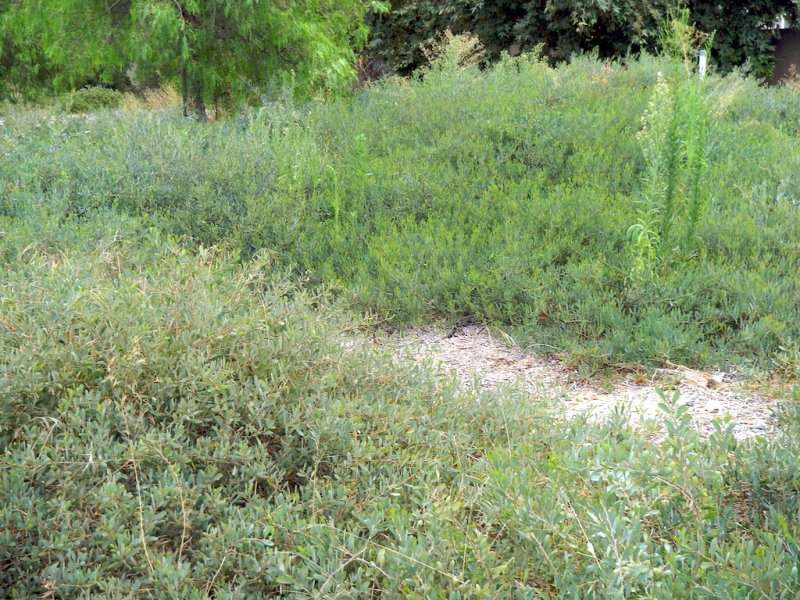 Manzanita Meadow