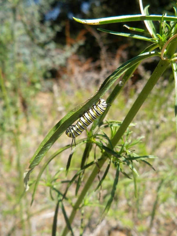 Monarch - Milkweed