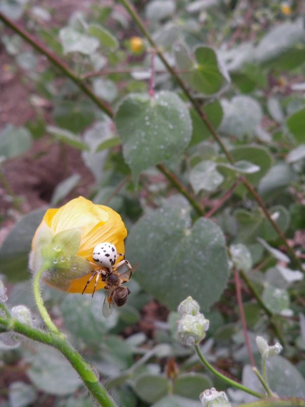 spider-bee-mallow