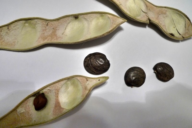 Seeds and Pods