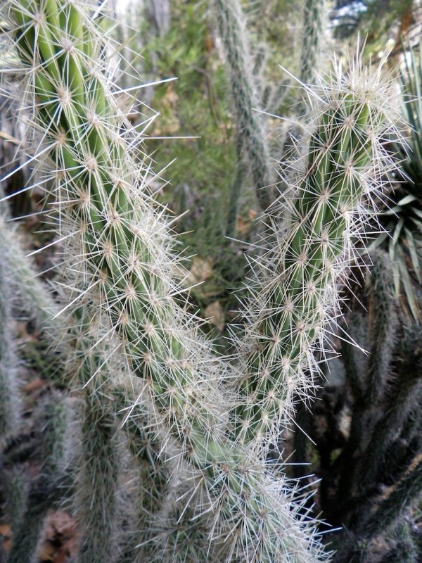 Buckhorn Cholla