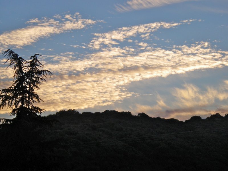 Deodar Skyline