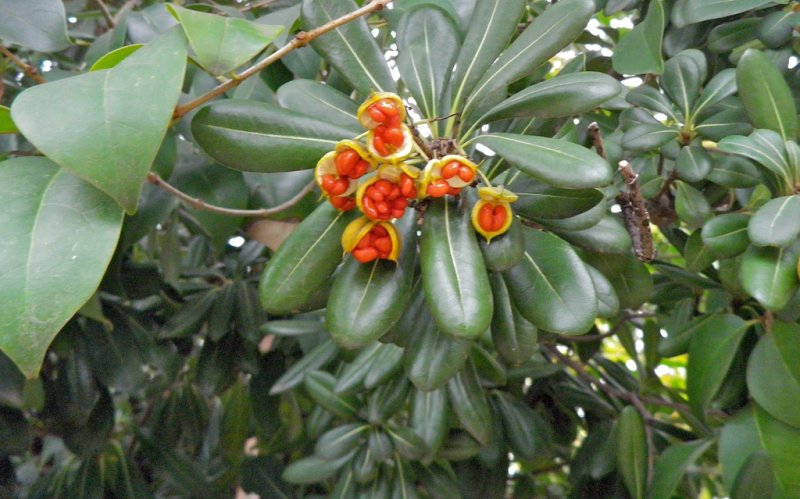 Pittosporum