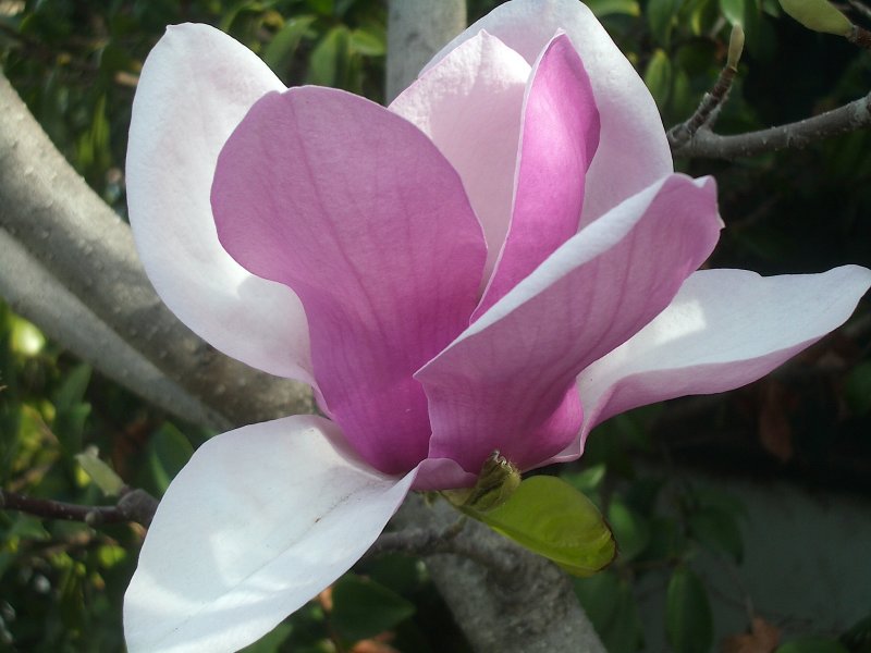 Saucer Magnolia  183.jpg