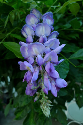 g1/78/459878/3/127745595.jR3ScMop.jpg