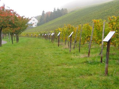 Frauenstein - prbki rnych rodzajw winogron