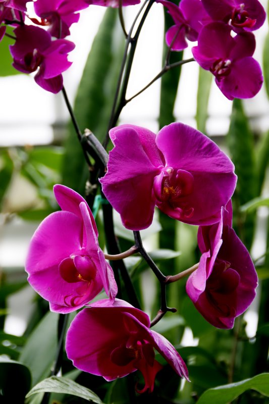 Purple Passion