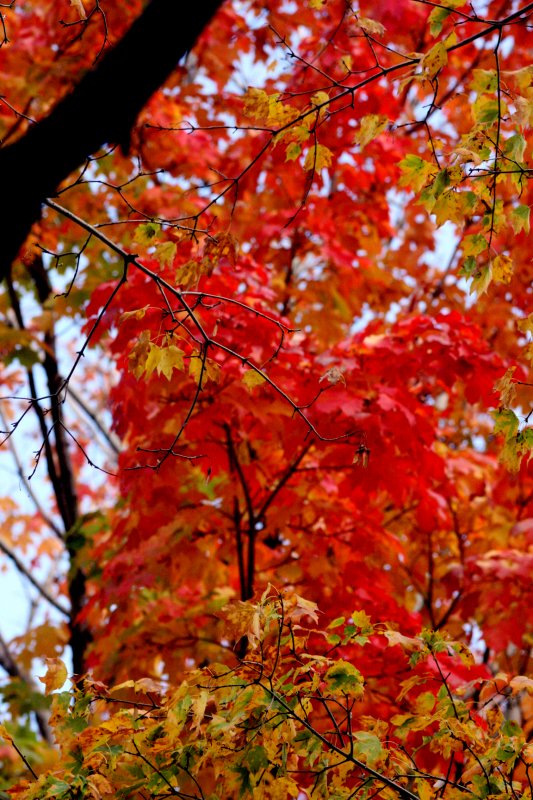 red leaves