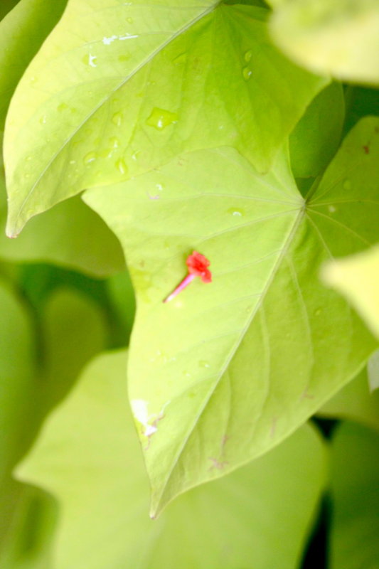 Little Bud