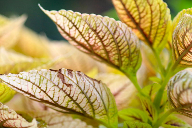 Leaves of Bush